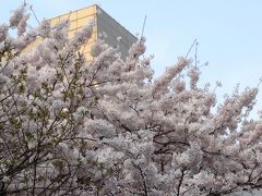 屋台で花見