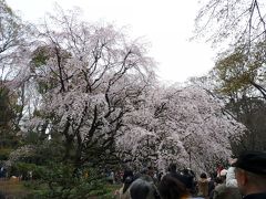 六義園のシダレ桜_2016_桜は満開、空は曇天（文京区駒込）