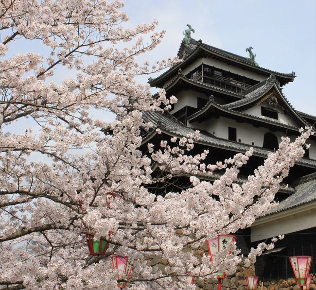 出雲大社のご朱印がまだでしたので、行ってきました。<br />丁度、松江城の桜が満開で、いいお花見も出来ました。<br />