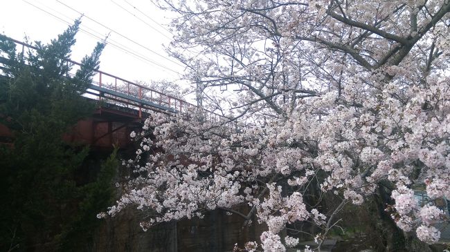 さくら満開の山中渓へと出かけてきました。<br />お天気も良くお花見日和でした。少し郊外に行くだけでも田舎ののんびり感が満喫出来ました。<br />帰りに関空に寄り、展望ホールに行ってみました。夕食は、展望ホール内の日本で唯一地上で機内食が食べられるレストランに行きました。