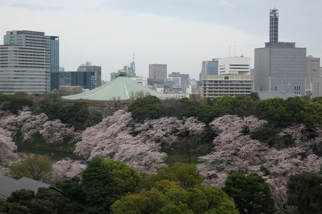 毎年恒例のお花見と称するホームパーティ。<br />今年は花曇りの中、まじめにお花見をしました。<br /><br />毎年お花見の時期になると日本人であることを実感する方も多いと思います。<br />私もピンク色とも違う、淡い桜色の花が大好きです。<br />