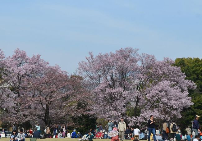 皇居、乾通りで桜を見た後に、隣の東御苑を訪れた。<br /><br />東京、横浜に住んでいながら、東御苑には初めて訪れた。<br />面積は約21万?の広い敷地に、乾通りより多い280本の桜が期待できる。<br /><br />さらに、お城が好きな私には、江戸城跡の名残りを見るのも楽しみにしていた。<br /><br />
