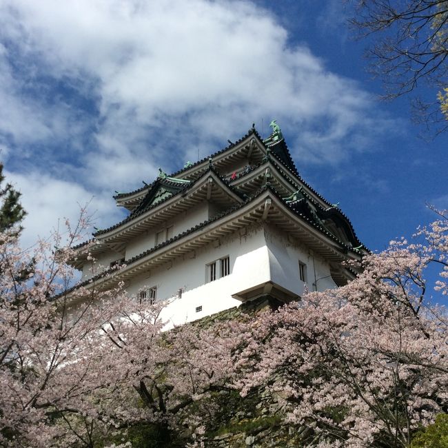 桜の時期に旅行するのは初めてです。<br />いつも地元の京都の桜ばかり見てました。まぁ、それでも十分なんですが、やっぱりよその桜も見てみたいもんです。<br /><br />一日目が雨だったので、ちょっと残念でしたが、ほとんど人がいない和歌山城で花見をするのもいいものでした。<br />二日目はしっかり晴れてくれました。<br /><br />この旅行の日程を決めたのは一カ月以上前ですが、<br />上手い具合に、桜満開の時になって良かったです。<br /><br />