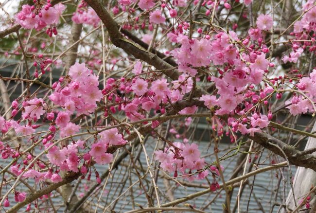 2016春、奈良の桜(3/13)：橿原神宮(3)：2600年大祭、八重紅枝垂れ、染井吉野、稲荷社