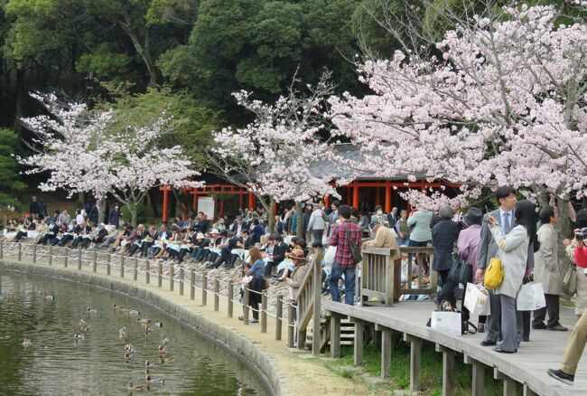 2016春、奈良の桜(4/13)：橿原神宮(4)：深田池の畔の桜、表参道、橿原市街