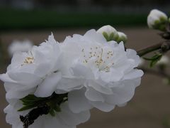 早朝ウォーキングコース沿いに咲く花達・・・①花壇・屋敷林・道端に咲く花