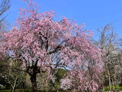 青空に映える真鶴のしだれ桜 2016（神奈川）