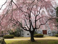 2016桜・桜・桜in 新座、志木