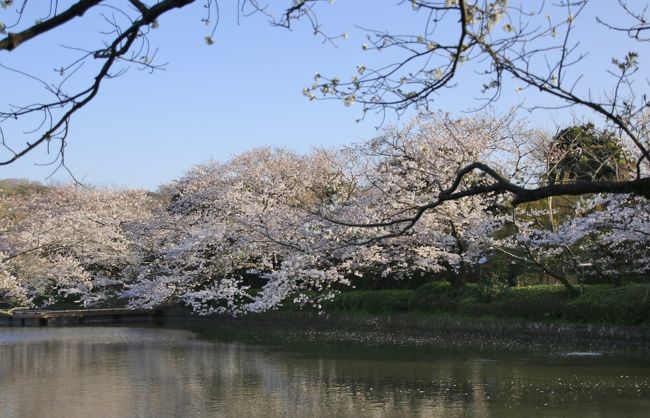 お花見の時期、桜の名所はどこも混みあいますが、鎌倉で比較的静かに桜を鑑賞できそうなお寺に行ってきました。<br /><br />満開の桜の中、偶然にも結婚記念の撮影をするカップルにも出会え、春爛漫の１日となりました。<br /><br />光明寺→八雲神社→妙本寺→妙隆寺→宝戒寺→鶴岡八幡宮