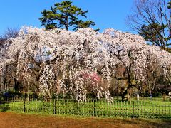 2016今年も桜咲く京都に行ってきました（京都御所、桂離宮）