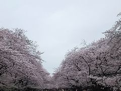 湯島天神、不忍池、上野公園桜満開、徒歩の旅