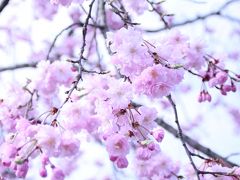 2016年の桜はしご - 地元の桜が美しい大好きな場所へ（岐阜・多治見）