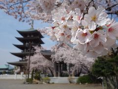 覚王山日泰寺で桜のお花見。五重塔と桜はよく似合う。