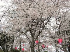 2016年　山口県・山陽小野田市　若山公園の桜と、住吉神社と笠井順八翁像を見に行きました。