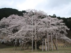 2016年の桜はしご - 国天然記念物 岐阜・本巣の淡墨桜（日本五大桜（三大巨桜））