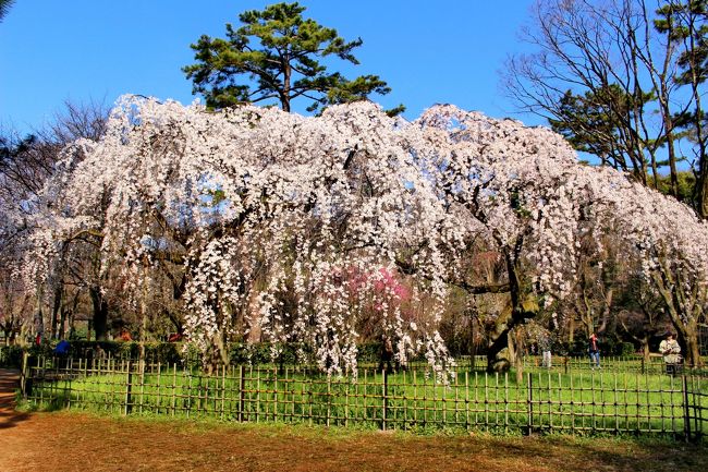京都2日目は朝からお天気も良く、暖かくなる予想ですが。<br />午前中は事前に申し込んでいた京都御所の拝観です。その前に御苑の近衛邸跡の糸桜など見てから御所に向かいました。<br />人数が多いので二班に分かれて見学しました。<br /><br />見学後桃林や出水の枝垂れ桜など見て、昼食なのですが、この時期なかなか予約してないと入れなく、先斗町の適当なお店でランチをして、３時半に桂離宮の申し込みもをしていたので、京都駅に向かいました。<br /><br />桂離宮は係員の説明で庭園を歩くのですが、四季折々の茶室、随所に計算された工夫がなされ、ほんと素晴らしい庭園でした。<br />日本の美の素晴らしさをあらためて感じました。
