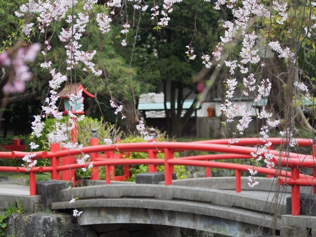 18きっぷを使って三嶋大社と小田原に桜を見に行って来ました。