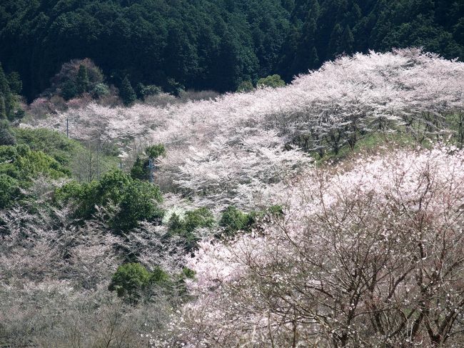 奈良に花見に出かけてきました。<br />4/2は、石上神宮外苑公園が7分咲き、大野寺が満開とのことでしたので、こちらを中心にお花見しました。<br />石上神宮外苑公園は、石上神宮のお隣の公園で、特に入場料も必要なく、小規模な公園でした。桜は、外苑入口の道路沿いに十数本ほどと公園内に30本弱？のソメイヨシノが咲いていました。<br />天理ダムは、石上神宮から車で30分ほどのところにあるダムです。ダムカードをいただきにダム沿いの管理事務所に立ち寄り、周りを見渡すと桜が咲いている公園が何か所ありました。かなりたくさんの桜が植えられていましたが、剪定が足りないようで、花の数が少なくちょっと残念でした。公園は遊具も整備されて、多くの家族連れが花見を楽しんでいました。天理ダム風致公園は約900本のソメイヨシノが植えられている桜の名所として知られ、天理ダムは自殺の名所、心霊スポットとしても知られていますが、この日はお天気も良く、花束のいくつかが風で飛んでいきそうでしたが、不気味な感じはありませんでした。<br />最後に、大野寺に立ち寄りましたが、一昨年ほどは咲いていませんでしたが、花見客は前回より増えており大混雑でした。<br /><br /><br />石上神宮　Ｐ無料　外苑公園入場無料<br /><br />天理ダム　ダムカード配布情報　奈良土木事務所　工務課　天理ダム管理係<br />8:30〜17:00（土、日、祝日含む）休日は天理ダム管理センター玄関のインターホンを押して下さい。<br /><br />大野寺　Ｐ無料　拝観料400円<br />