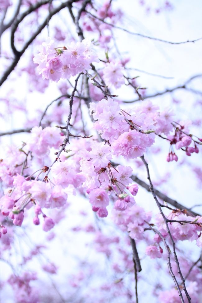 2016年の桜満開がやってきました。<br />まずは居ても立っても居られず地元の桜が美しいと旅行三昧が思うイチオシの場所に訪れました。<br /><br />皆さんに美しさが伝えられると良いのですが。。。<br />色々と撮り方を変えてみましたので、目障りの写真も含まれていると思いますが、ご容赦ください。