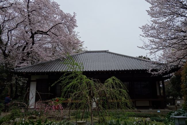 東京国立博物館の本館北側には、春の桜の季節と秋の紅葉の季節だけに一般に開放される庭園が在ります。庭園は池を中心に5棟の茶室を配し、四季折々の花や紅葉に彩られる憩いの空間です。かつてあった動植物の研究部門「天産部」の名残で、珍しい樹木や野草が植えられているのも特徴です。また、5代将軍徳川綱吉が法隆寺に献納した 五重塔や、石碑や燈籠などが遺されています。<br /><br />庭園なんて在るんだ！って知ってから、なかなか丁度良い時期に招待券が手に入らず（自らお金を出して行こうと思わないところがセコい）、年単位で時間が経ってしまいました。<br />そして今回は、某百貨店が運営するコミュニティサイトの「東京国立博物館総合文化展観覧券プレゼント」に応募したところ、見事に当選し、ご招待券をいただきました。<br />この春の庭園開放期間は、2016年3月15日(火)〜4月17日(日)  10:00〜16:00です。<br />そのうち土日祝は3月20、21、22、27、28、4月2、3、9、10、16、17日ですが、最初の三連休は大阪の息子に会いに行く予定になってますし、27日は月の最終土曜日なので出勤、そして28日はバイトの旅行パンフレット配り、4月は9、10日がまたバイト。<br />って事は、この2、3日を逃す訳には行きません。天気は2日の土曜日ならば雨は免れそうです。<br />と言うか、ホントは2日に由比と掛川に行って、3日に庭園って予定で居たのです。<br />実際2日も6：11発の電車に間に合うように起きだしたのですが、朝ご飯を食べながら新聞を読んでいたら、何と夜7時からEテレの「地球ドラマチック」で、“イギリスの恐竜図鑑”なんてモノをやるじゃないですか！<br />普段テレビは見ない（陸上などのスポーツは別にして）PHOですが、恐竜物は別。<br />となると、それまでに帰宅するには掛川を14：35に出発しなくてはなりません。それじゃ掛川に滞在出来るのは最大でも2時間20分足らず。駅からの往復時間を考えると、ギリギリ2時間です。<br />う〜ん、厳しいな。<br />それで思い切って2日と3日を入れ替えました。<br />結果的には正解だったのですよ。混雑を避けたければ、東京には日曜日居ない方が良いのです。<br />写真的には冴えない旅行記となってしまいましたが、例によって朝早くから動き出して、お昼ご飯は帰ってから食べる、を実践しました。<br />だもんで、またも一銭も使わないお花見が出来て、満足なPHOです
