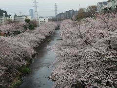 町田ご近所　桜サイクリング　第１弾！