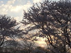 *:.春爛漫.:* 雨後の桜が心配…夕暮れ時の桜のシルエットが綺麗でした！！