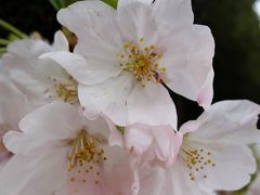 岡崎城の桜まつり。