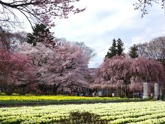 日本三大桜『実相寺の山高神代桜』に『身延山久遠寺の枝垂れ桜』に『諏訪大社御柱祭』 ◇ 静岡・山梨・長野1泊2日よくばりツアー