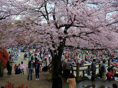 花曇り　飛鳥山　桜祭り