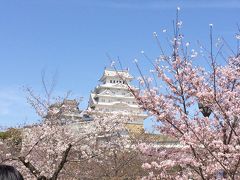 桜を見にニシヘヒガシへ