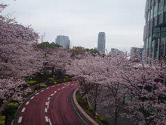 春の大江戸線　桜巡り2016