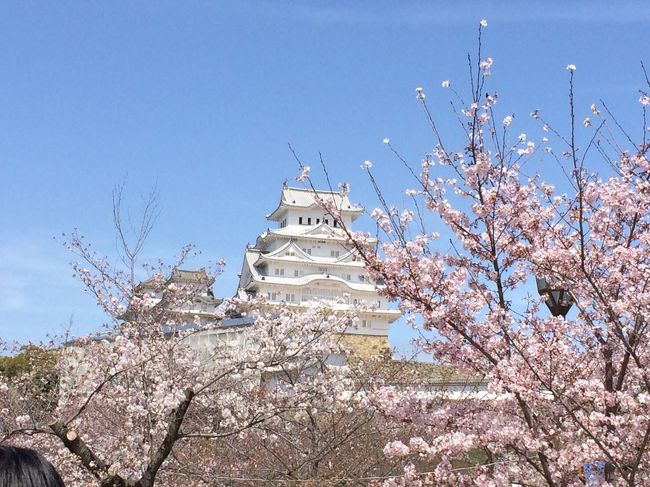 桜咲くこの時期、今年は何ヶ所か見に行く機会に恵まれました。 <br /><br />1回目は1人で、2回目は東京からお友達が来たので4人で、3回目は旦那殿と。<br /><br />3日間楽しむ事ができました。<br /><br />