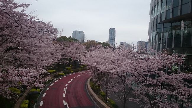 桜が開花して、春めいた季節。大江戸線周辺の桜を散策してきました