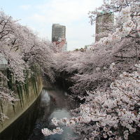 雑司ヶ谷・目白台・早稲田界隈でお花見　2016年4月