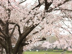 肌寒い曇天の花見は修景池のある近所の公園ですませた代わりにシンデレラレンズ一本でチャレンジ