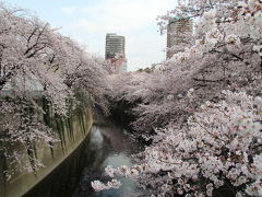 雑司ヶ谷・目白台・早稲田界隈でお花見　2016年4月