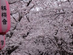 お花見コース、野島展望台～称名寺へ