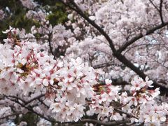 醍醐寺の花見に車で。その後、八幡の背割り堤へ。