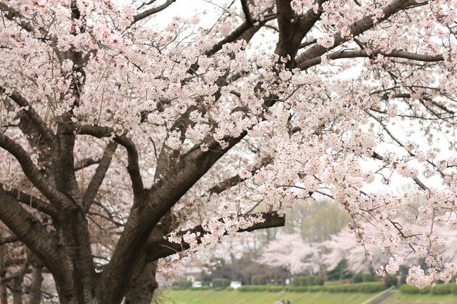 完全な満開とまではいかなかったけれど、４月の第一週目の週末に、今年2016年の桜は東京も埼玉の我が家近辺もお花見頃となりました。<br /><br />私のお花見はほんとのお花見なので、桜を見ながら食事はせず、酒も飲みません。<br />もしこの週末、晴天に恵まれていたら、もう少し名の知れたところに花見に行くことを考えたかもしれませんが、近所の桜だって悪くないです。<br />コンデジ時代の昔に比べると桜の本数が減ったものの、修景池と西洋風東屋が絵になる公園なのです。<br />ただ、ここは近所の強みですでに何度も桜の撮影をチャレンジしたことがある公園なので、撮りやすいカメラでいつもの通り撮るのでは、芸がありません。<br /><br />というわけで、今回は、50mmの単焦点（APS-Cサイズ換算約80mm）のF1.8値の明るいシンデレラレンズ一本でチャレンジすることにしました。<br />手持ちのレンズの中では一番新しいレンズで、まだ使いこなせている実感がないからです。<br />でも、ズームできず、画角が限られたレンズで、自分なりにこれぞという写真を撮るのは、予測していましたがとても難しく、何度、念のために持参してきた口角ズームレンズに交換しようと思ったことか。<br />しかし、不自由な中で自分が動くことでフレーミングし、工夫しようとすることは、良い訓練になるのではないかと思い、最後までシンデレラレンズ一本で撮り切ることができました。<br /><br />フレーミングに悩みながらゆっくりねばって撮るのも久しぶりで、面白かったです。<br />悩んだ分、自分なりに満足できる写真が撮れたときの喜びはひとしおでした。<br />それができたのも、自宅から自転車で５分という近さゆえ、今回、満足いく写真がゲットできなくても、また桜の季節に来ようと思えば何度でも来られると思えるところだからこそでした。<br /><br />＜同じ近所の公園のこれまでの旅行記＞<br />【EOS Kiss X5で撮影】<br />2014年４月５日<br />「観劇前に埼玉と東京の桜を愛でる（１）花筏が美しい修景池のある桜景色」<br />http://4travel.jp/travelogue/10874579<br /><br />【セカンド機のPowerShot SX210 ISで撮影】<br />2013年４月13日<br />「近所の花散策〜明るい春の夕陽に照らされた八重桜」<br />http://4travel.jp/traveler/traveler-mami/album/10766218<br /><br />【EOS Kiss X5で撮影】<br />2012年４月８日<br />「本格的な春が来た！───お花見は原点に戻って」<br />http://4travel.jp/traveler/traveler-mami/album/10660629<br /><br />【PowerShot SX 200 or 210 ISで撮影】<br />2010年11月28日<br />「修景池と白い東屋がある晩秋の公園」<br />http://4travel.jp/traveler/traveler-mami/album/10524660/<br /><br />2009年11月23日<br />「さわやかな秋晴れの朝と日没までの光の余韻の中での紅葉散歩」<br />http://4travel.jp/traveler/traveler-mami/album/10402758/<br />2009年４月12日<br />「２台目のオモチャのこわごわ＆ワクワク始動！───PowerShot 200 ISデビューは思いっきり葉桜」<br />http://4travel.jp/traveler/traveler-mami/album/10327091/<br /><br />【IXY Digital 70で撮影】<br />2009年４月５日<br />「2009年度のお花見は？（4）いつもの公園の花見はちょいと曇りがちで残念」<br />http://4travel.jp/traveler/traveler-mami/album/10324429/<br />2009年３月28日<br />「2009年度のお花見は？（1）咲き始めの桜詣」<br />http://4travel.jp/traveler/traveler-mami/album/10321460/<br /><br />2008年12月20日<br />「紅葉のない水際のそれでも光と色に満ちた世界」<br />http://4travel.jp/traveler/traveler-mami/album/10295880/<br />2008年11月30日<br />「紅葉のある水際の光と色に満ちた世界」<br />http://4travel.jp/traveler/traveler-mami/album/10292468/<br />2008年８月30日〜８月31日<br />「近所の公園のキノコと豪雨上がりの公園の池」<br />http://4travel.jp/traveler/traveler-mami/album/10268257/<br />2008年３月29日<br />「近場のお花見も悪くない（1）私もこんな花見客の１人@」<br />http://4travel.jp/traveler/traveler-mami/album/10229323/<br />「近場のお花見も悪くない（2）今度は乙女チックな桜風景をめざして」<br />http://4travel.jp/traveler/traveler-mami/album/10229390/<br />2008年４月６日<br />「近場のお花見も悪くない（3）枝垂れ桜と葉桜見物で名残を惜しむ」<br />http://4travel.jp/traveler/traveler-mami/album/10231698/<br />2008年２月９日<br />「三度目の正直、近所の雪景色」（同じ公園の写真は後半）<br />http://4travel.jp/traveler/traveler-mami/album/10217429/<br />2008年１月５日<br />「冬の公園で裸の木立ちとカモメで遊ぶ」<br />http://4travel.jp/traveler/traveler-mami/album/10209196/<br /><br />2007年12月８日<br />「紅葉のある水際のアシンメトリックな世界」<br />http://4travel.jp/traveler/traveler-mami/album/10203425/<br />2007年９月11日<br />「夕方の木漏れ日の散歩道」<br />http://4travel.jp/traveler/traveler-mami/album/10178847/<br />2007年４月28日<br />「雨あがりのひそやかな世界」（同じ公園の写真は後半）<br />http://4travel.jp/traveler/traveler-mami/album/10143102/<br />2007年４月１日<br />「うちの近所だって桜爛漫@」<br />http://4travel.jp/traveler/traveler-mami/album/10137049/<br /><br />2006年４月16日（同じ公園の写真は後半）<br />「手にしたばかりのオモチャに夢中：兵どもが夢の跡」<br />http://4travel.jp/traveler/traveler-mami/album/10062034/<br />2006年４月１日（デジカメを買ったばかりの頃）<br />「手にしたばかりのオモチャに夢中：デジカメ持って花を撮ろう！（その2）」<br />http://4travel.jp/traveler/traveler-mami/album/10059894/<br />