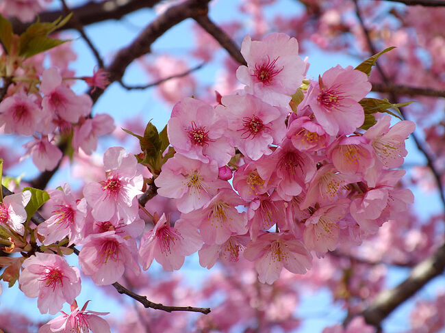 石垣いちご＆河津桜