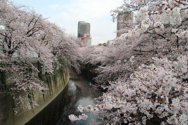 東京では昨日ソメイヨシノが満開になったので、雑司ヶ谷・目白台・早稲田界隈を散策しました。<br />表紙は面影橋から見た神田川の桜並木