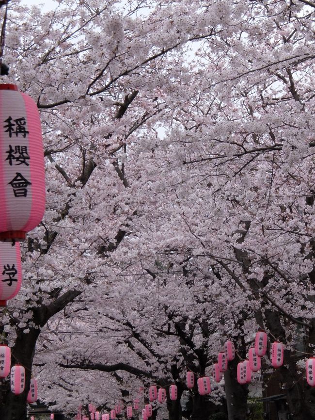 満開の桜見物とハイキングを兼ねて、金沢八景から、ハイキングをスタート。今回は、横浜金沢のボランティアガイドさんに依頼して、金沢八景の由来などを聞きながら、風光明媚な景色を満喫。道中あちこちで桜が満開。曇り空のため、華やいだ感じはないが、風もなく寒さを吹き飛ばしながらのハイキングであった。野島では、旧伊藤博文金沢別邸やその庭園を見学。野島展望台での桜見物は良かった。晴れていれば富士山まで見えるとのこと。野島では、島の下をくりぬき、旧海軍の航空機100機を収納できるトンネルがあったが、終戦で日の目を見ることはなかったとのこと。そのあと海外沿いに作られた人工砂浜の松林を通り抜け、称名寺へ。称名寺では、参道の桜が満開で、大変多くの人であった。池にはおおくの鳥がおり、自然が守られている。歴史ある建物を見物しながら、また参道を戻り、入り口近くにある「ふみくら」で食事をし、しばしの間断をして解散。