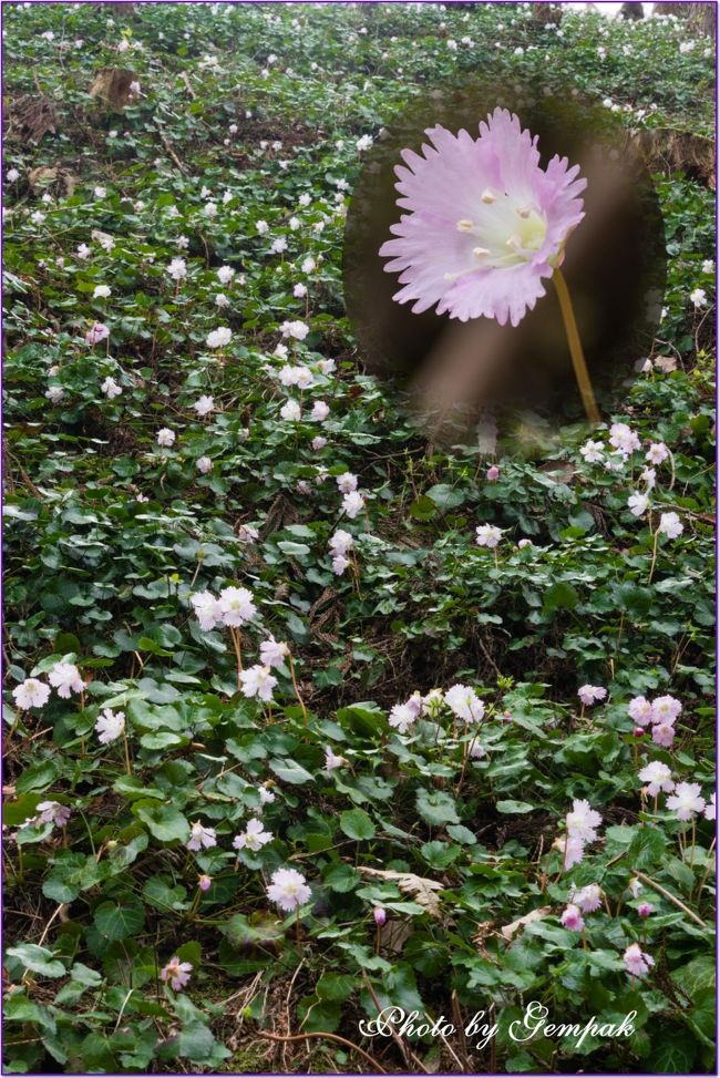 四月に入り関東一円では桜のたよりが続々届いている。靖国神社の標本木を前に気象庁職員の開花宣言を実況中継し大勢のギャラリーが取り巻いたり、大勢の外国人も花見に日本を訪れるなど、今年も世の中は桜フィーバーで盛り上がっている。昨年まで桜追っかけで忙しかった我が家は、世の動向に背を向け、観光とは無縁の名もない田舎で穴場的撮影スポットを探し出すのがマイブームとなっている。<br /> 茂木町のミツマタ群生に続き、今回は花粉にもめげず那珂川町富山地区の里山の杉林の中に群生するイワウチワを見に出かけた。あまり観光資源に恵まれない那珂川町で最近知名度が上がっているのが、温泉トラフグ。化石海水に由来する塩分が濃い温泉でトラフグを養殖し、近隣の店、温泉旅館で提供したりネット販売しているのである。少し値段は張るが、以前から気になっていたので、今回温泉トラフグを賞味してきた。ついでに馬頭地区にある広重美術館で、昭和を代表する写真家の一人、秋山庄太郎展をやっていたので、そちらも回ってきた。