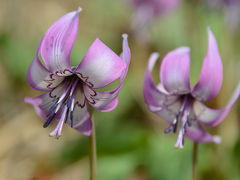 竹田城跡（朝来市）とカタクリの里（丹波市氷上町）を訪ねる