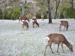 奈良の桜名所めぐり（その１）奈良公園