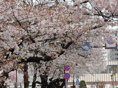 満開に櫻　　　ＩＮ　　国立市