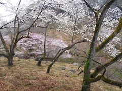 櫻　　ＩＮ　　多摩森林科学園