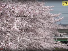 奈良県橿原市　飛鳥川の桜並木を４K動画でご紹介