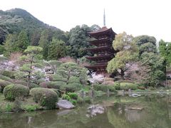 緊急レポート！　桜の咲く瑠璃光寺に今日、行ってきました！