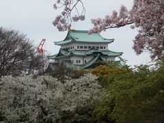 桜に引かれて名古屋城をひとめぐり。満開でした。
